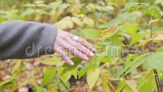 黄秋叶在树的背景上。视频