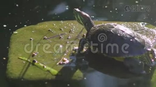 海龟在池塘晒太阳，淡水海龟视频