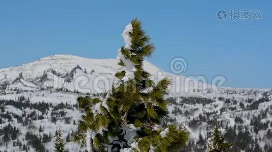 冬天，针叶树的顶端迎风摇曳，顶着天空和地平线以外的群山视频