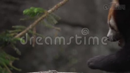 小熊猫Ailurus Fulgens在树枝上。 亚洲濒危动物视频