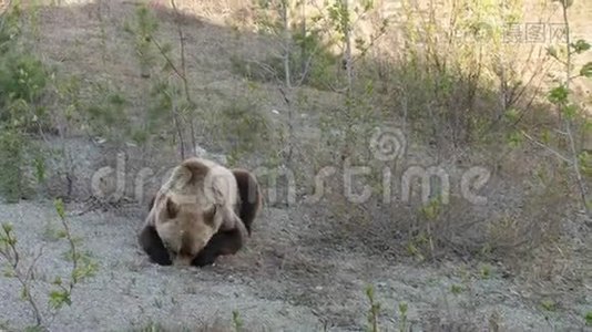 尤肯岛上一只漂亮的灰熊视频