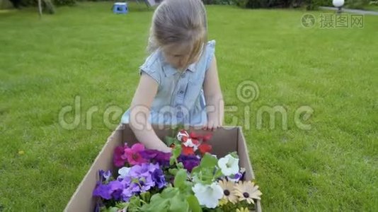 可爱的小女孩从绿色草地上的纸盒里拿出花盆视频