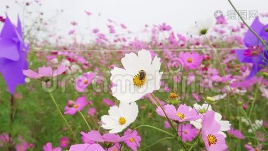 粉红色和白色的宇宙花田，一朵白色的花上有蜜蜂视频