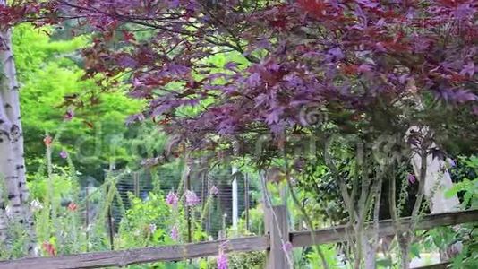 紫狐在日本枫树下闪闪发光视频