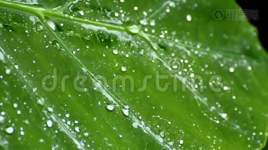 雨季雨水落在植物湿润的叶子上视频