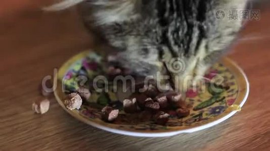 猫在盘子里吃食物。 Kithikat，Whiskas视频