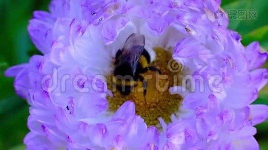 一只蜜蜂从一朵美丽的花中获得花粉的特写视频