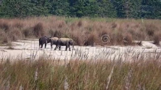 奇特湾国家公园大自然中的野生亚洲大象视频