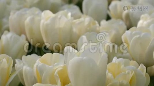 美丽的白色郁金香混合在世界著名的皇家公园基肯霍夫。 郁金香田野近景荷兰视频