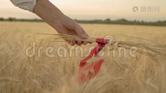 慢动作、特写、红丝带在妇女手中的麦穗`视频