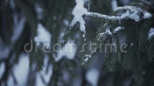 白雪覆盖的杉树枝在森林中落雪视频