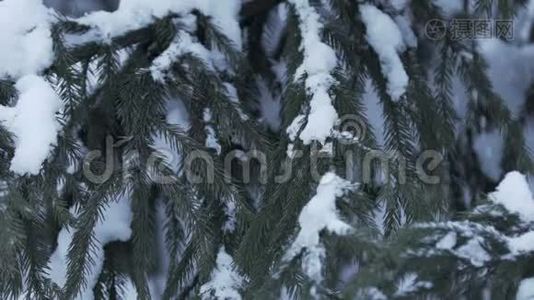 冬天的景色，积雪慢慢落下，云杉覆盖着积雪视频