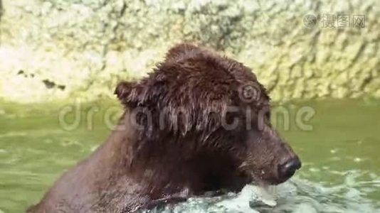 关闭布朗熊洗澡在瀑布，以刷新。 成人Urus Arctos视频
