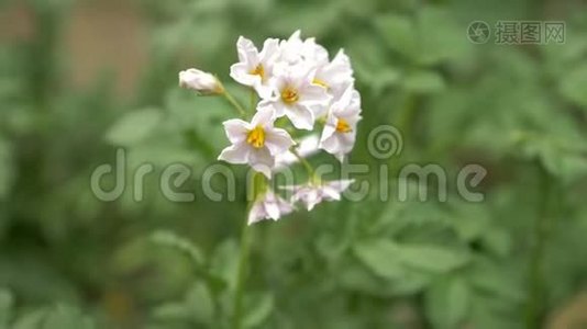 土豆的花和叶子。 4k，特写，视频