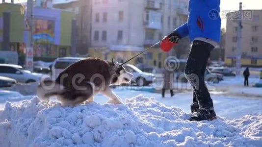 狗狗和男孩一起在冬天的雪上玩耍。 慢动作视频