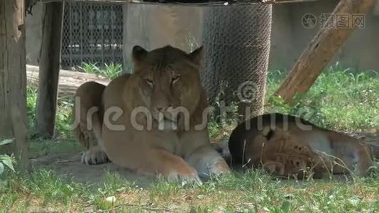 在一个明亮、炎热、阳光明媚的日子里，狮子和母狮躺在动物园的遮阳篷下的影子上视频