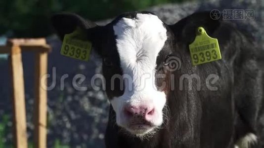 小牛正看着农场里的摄像机视频