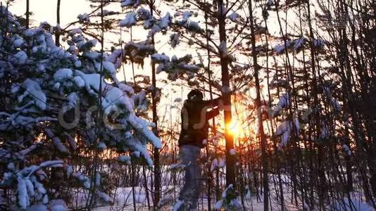 一个人摇动一棵树，日落时雪从树上落下来视频