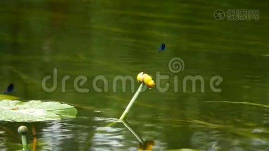 蜻蜓坐在百合上飞视频