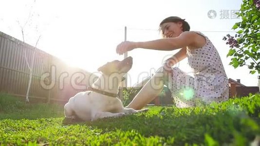 宠物和户外娱乐的概念。 年轻女子玩狗杰克罗素梗视频