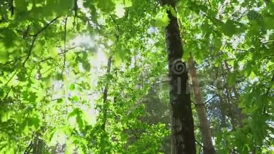 橡树林。视频