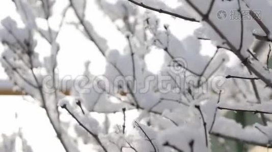 雪缓慢地落在无叶的树枝上。 冬季圣诞节背景视频