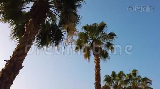 经过蓝天的棕榈树。 开车穿过阳光明媚的比佛利山。 加州洛杉矶。 绿色。视频