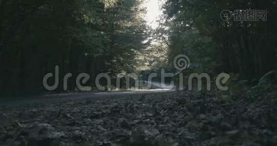 4K-在神奇的晨间森林中的地面上缓慢移动视频