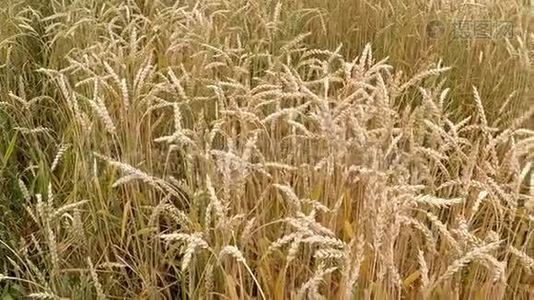 德国成熟小麦的田间视频