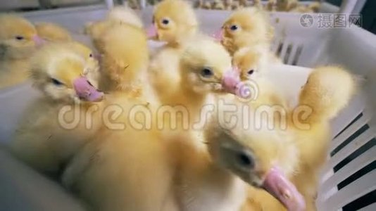 一堆黄色的小鸭子放在家禽的塑料盒子里。视频