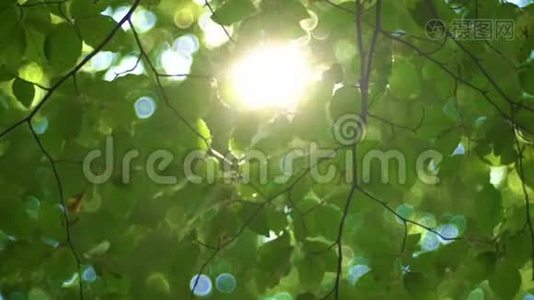 阳光和新鲜的绿树叶。 森林里的阳光。视频