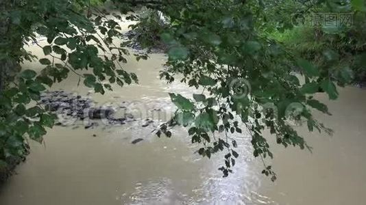 雨天山河、春溪、溪石、岩石、自然景观视频