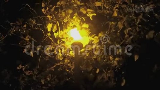 路灯下一棵树在黑暗中用黄灯特写..视频
