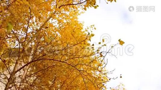 叶黄的树枝在风中缓慢地移动，在多云的天空上复制空间视频