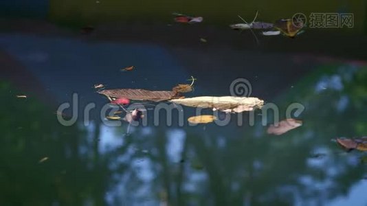 特写，在湖水中，秋天的森林被映照，五颜六色的叶子漂浮在水面上视频