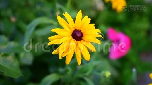 开花的花蕾Rudbeckia视频