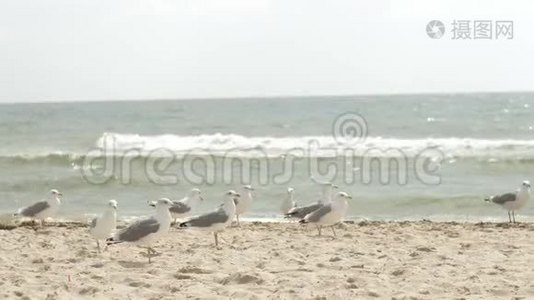 海鸥在海边，沿着海边的沙滩漫步视频