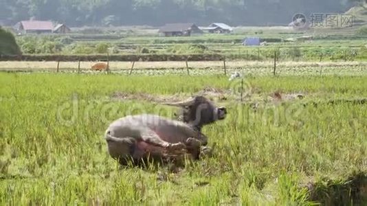 年轻的水牛躺在泥上取代虫子在身体上飞行，使新鲜和寒冷。 4k视频