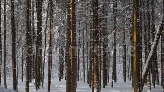 松树覆盖着新鲜的雪，被阳光照亮视频