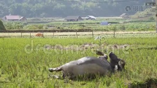 年轻的水牛躺在泥上取代虫子在身体上飞行，使新鲜和寒冷。 4k视频