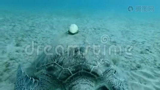 在海底吃海草的海龟的壳上进行脱毛。 鱼和绿海龟视频