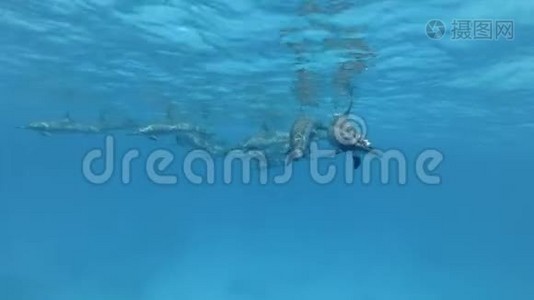 三只海豚的家人、母亲和两只幼海豚从他们的群体中分离出来，分别在蓝色的水里游泳。视频
