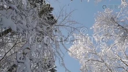 镜头在覆盖着白雪的树梢下向前移动视频