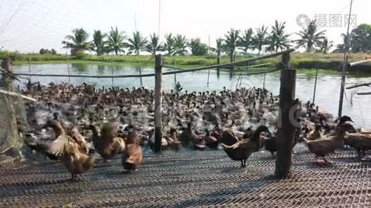 鸭在农场，吃和游泳在沼泽，4K超高清。视频