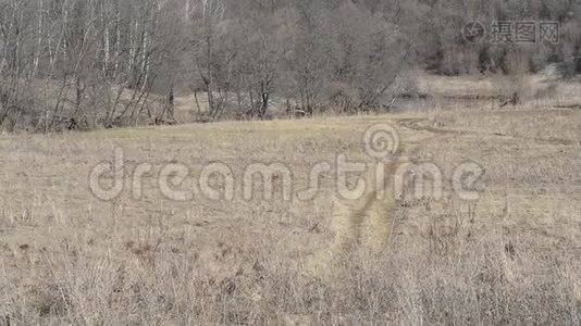 春天的公园有去年`的草和一个池塘，雪后被风吹过视频