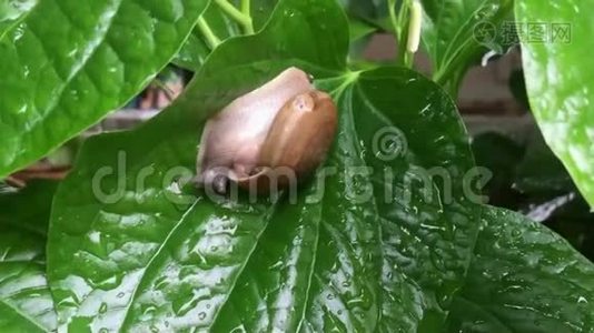 小蜗牛一动不动地站在新鲜的绿叶上视频