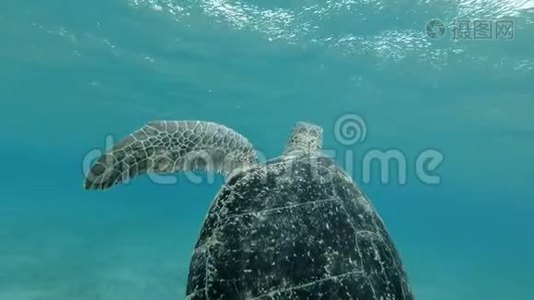 慢动作，大海龟游到水面，两次呼吸，潜入海底。 绿海龟视频