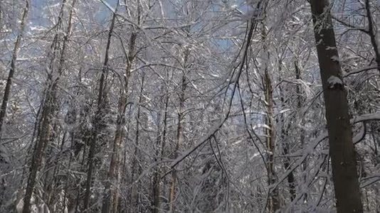 冬天森林里高大的树，树枝上覆盖着雪视频