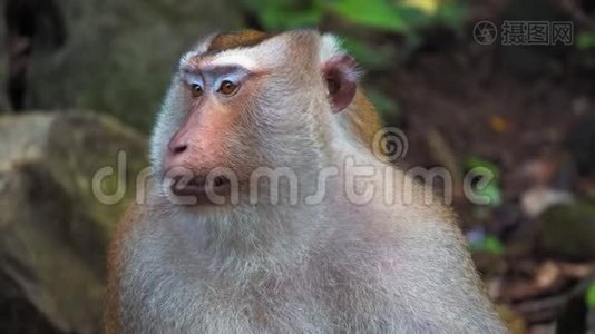 雨林中猴子的搬运工.. 大脸，灵长类动物的情感视频