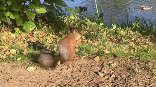一只可爱的松鼠在秋天的公园里啃坚果。视频